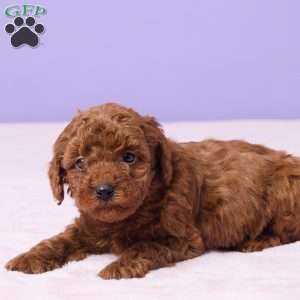 Merrick, Miniature Poodle Puppy